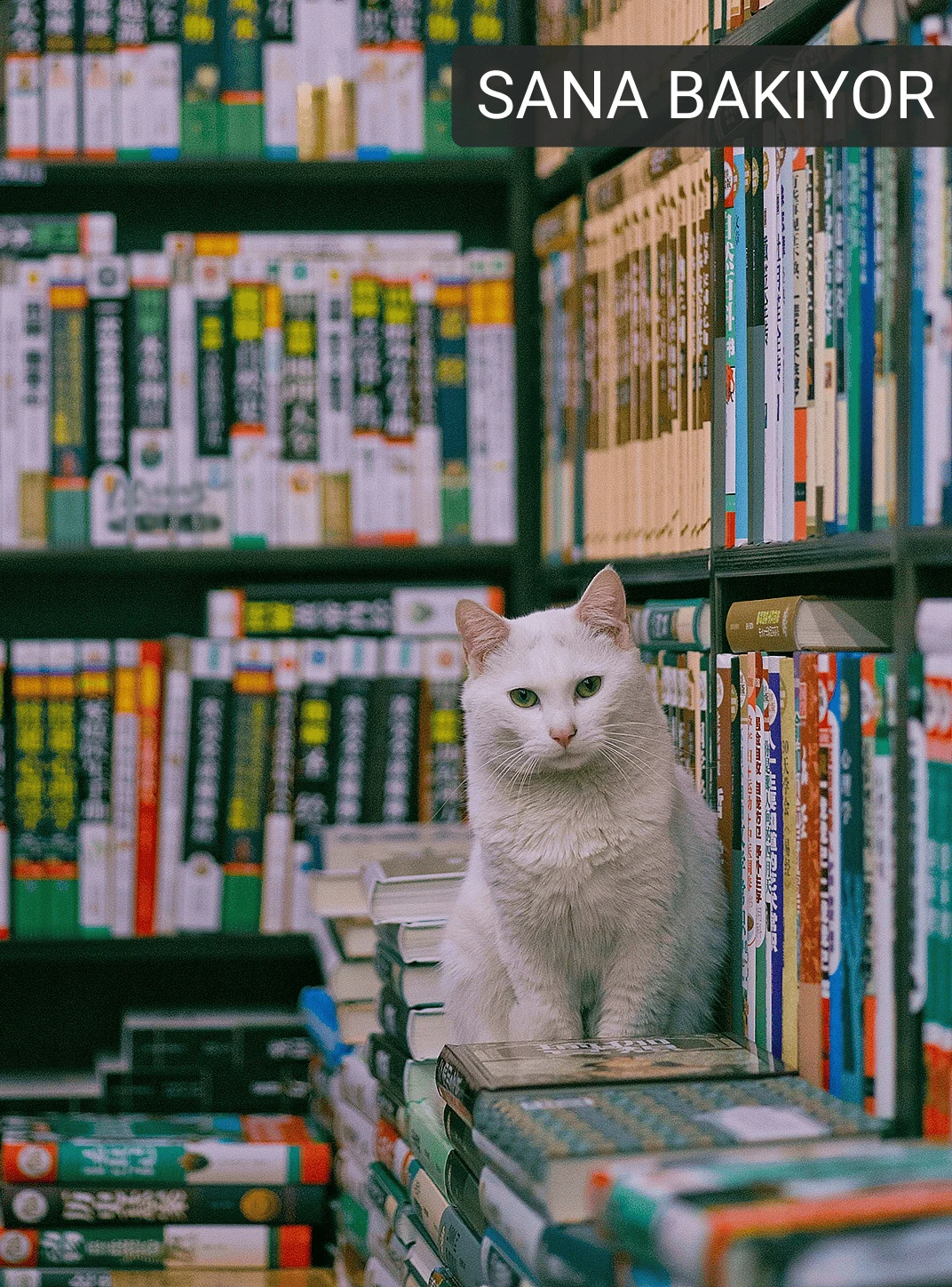 Kobo_0001.jpg